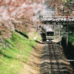 山北鉄道公園：桜