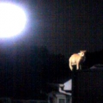 月夜に浮かぶ猫