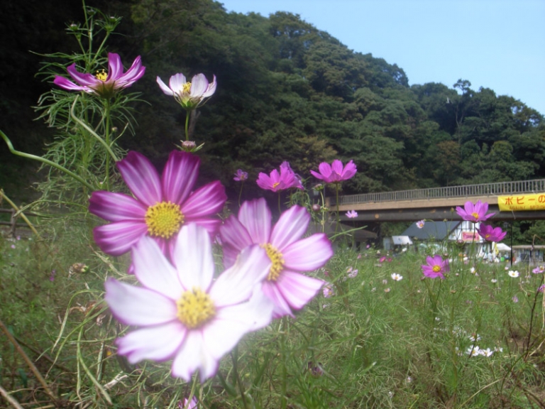 久里浜 花 の 国 自転車