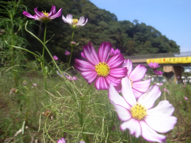 久里浜 花 の 国 自転車